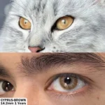 Eyeshare Cyprus Brown Contact Lens - Image 2
