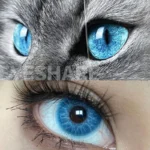 Ksseye Cyprus Blue Colored Contact Lenses - Image 3